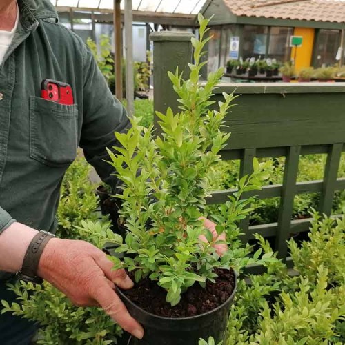 15-25cm Pot Grown Buxus sempervirens Box Hedging | ScotPlants Direct